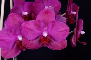 Phalaenopsis San Jacinto Beauty San Jacinto HCC/AOS 75 pts.